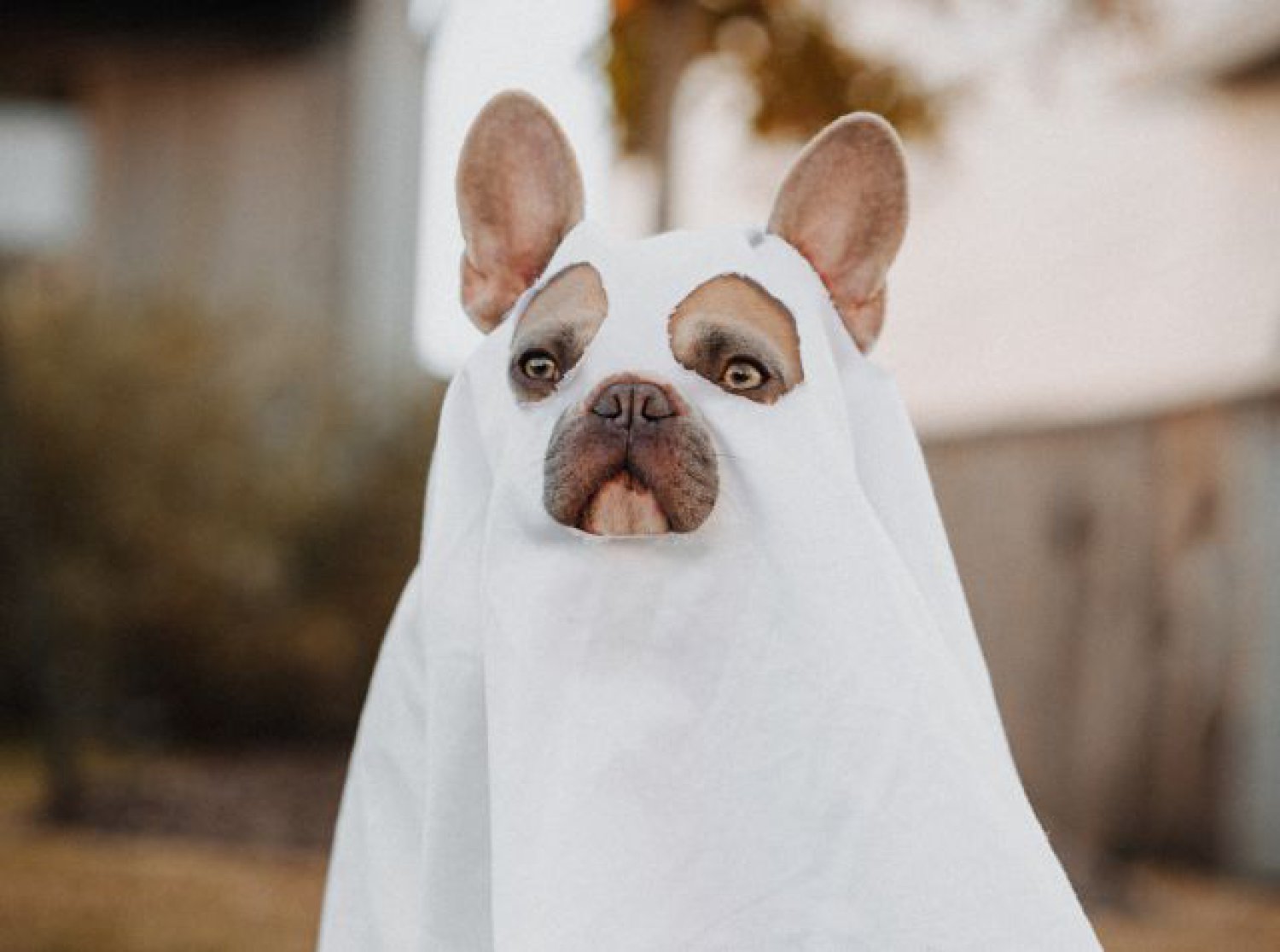 Disfraces de Halloween para tu perro o tu gato: 7 ideas originales para  mascotas | Big bang | LOS40