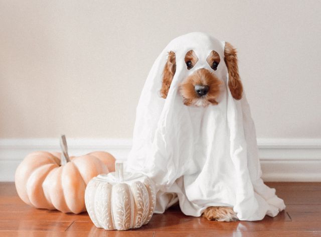 Disfraces de Halloween para tu perro o tu gato: 7 ideas originales para  mascotas | Big bang | LOS40