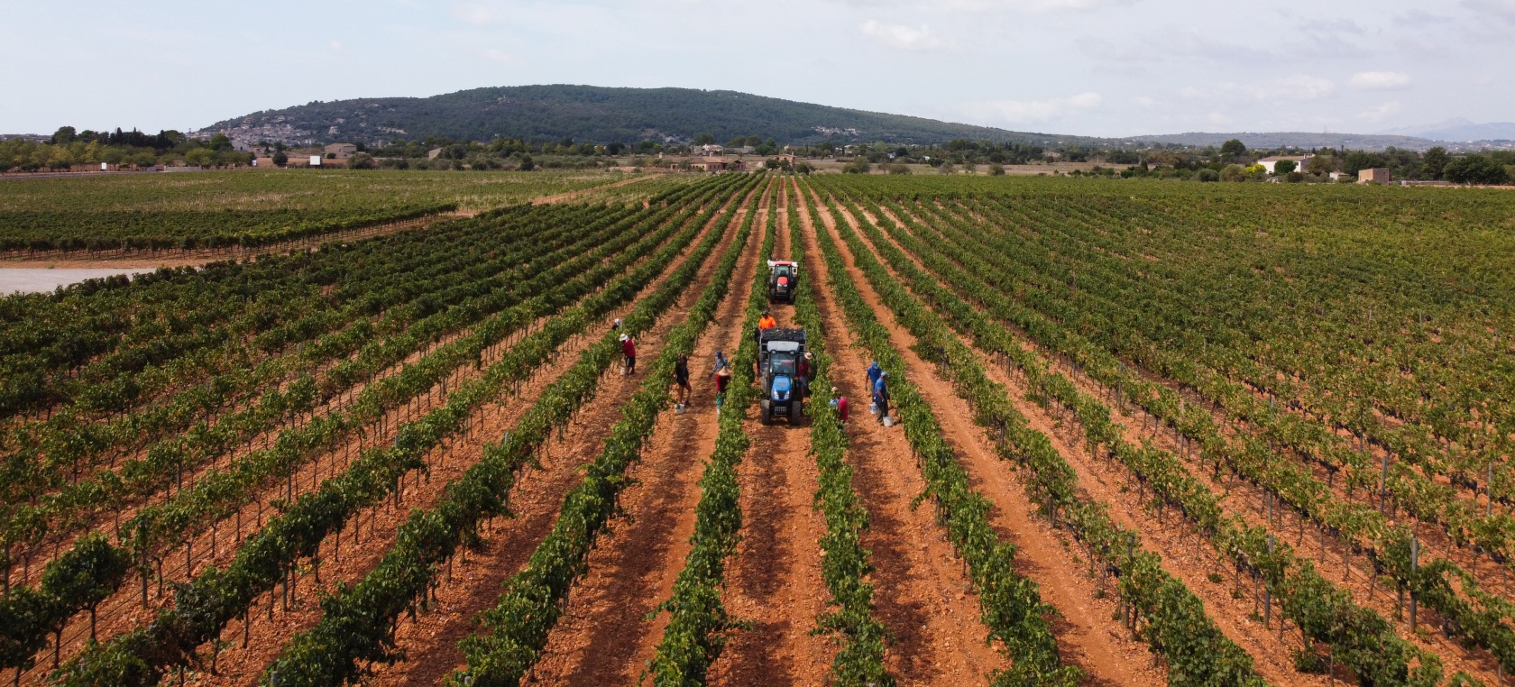 El vino de Mallorca, un tesoro de las Islas Baleares para el paladar
