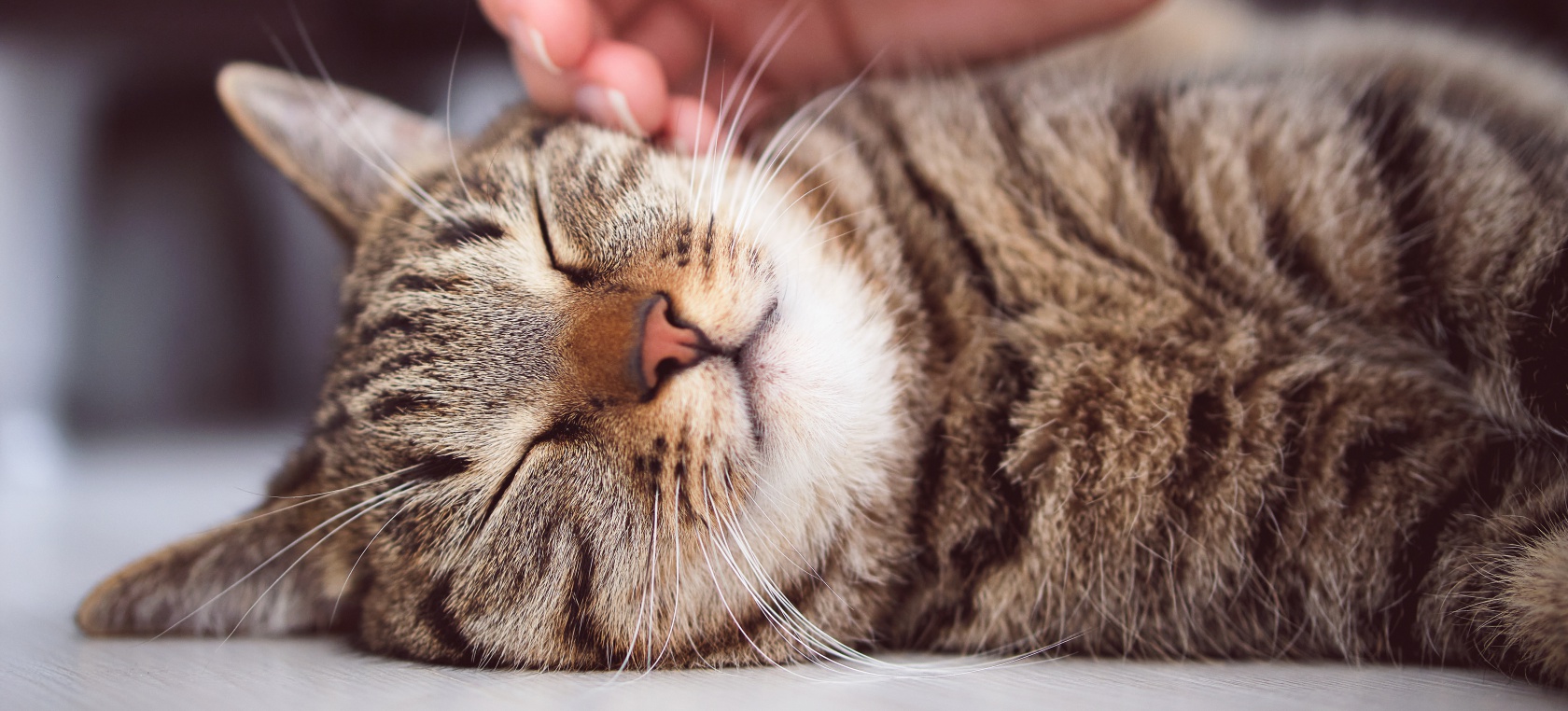 Las 10 razas de gatos más cariñosas