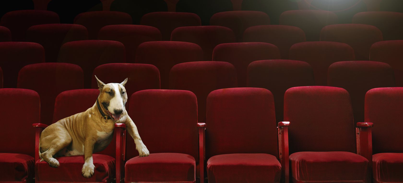 Este es el primer cine que está adaptado para perros