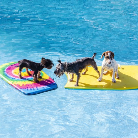 Un hombre se gasta 47.000 euros para construir una perrera de lujo con piscina y discoteca
