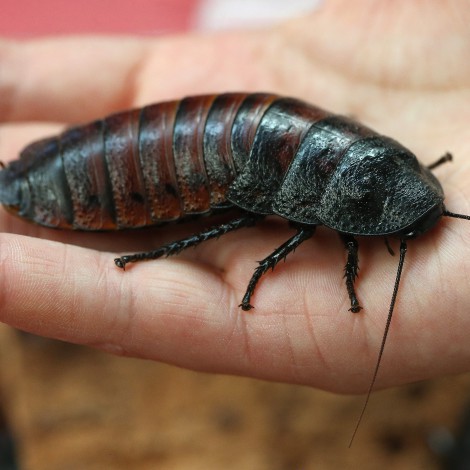 ‘Cuatro al día’ analiza la tendencia en joyería que incluye a escarabajos y cucarachas vivas