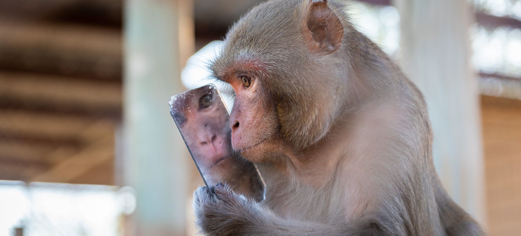 Así es el día a día en el santuario de primates más grande de EEUU