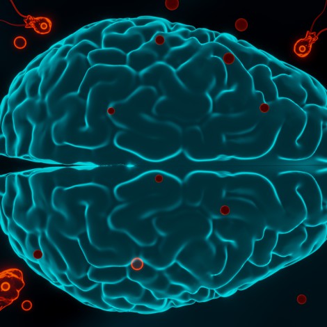 ¿Qué es la ameba come cerebros, por qué es tan peligrosa y dónde la podemos encontrar?