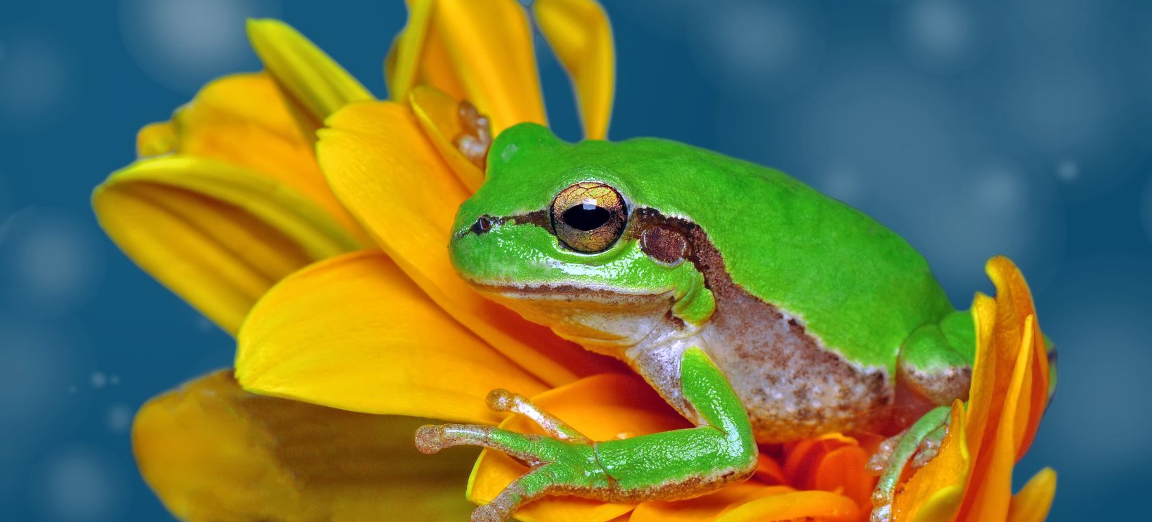 La sorprendente relación entre el canto de las ranas y el cambio climático