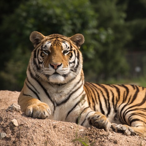 Día Mundial del Tigre: un prodigio de la naturaleza, al borde de la extinción