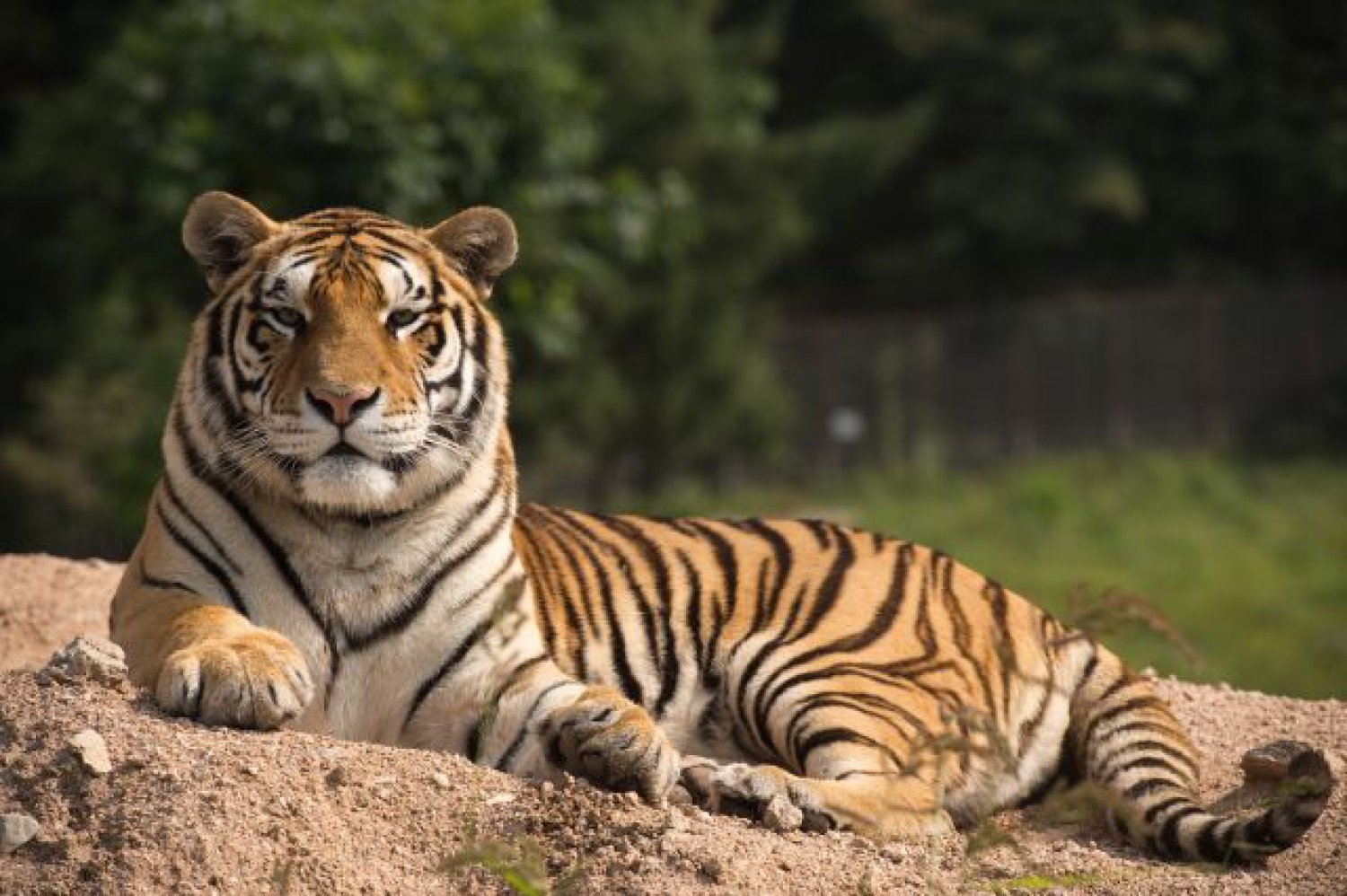 Día Mundial del Tigre: un prodigio de la naturaleza, al borde de la  extinción | Actualidad | LOS40