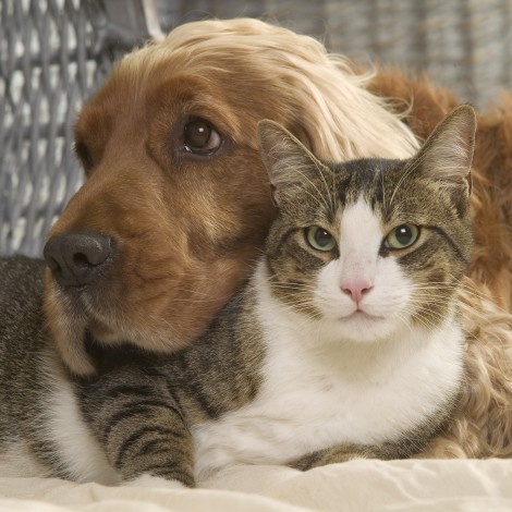 Perros vs gatos, ¿tú qué prefieres?