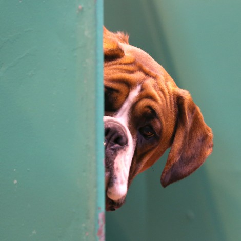 El Gobierno prohibirá vender perros y gatos en tiendas