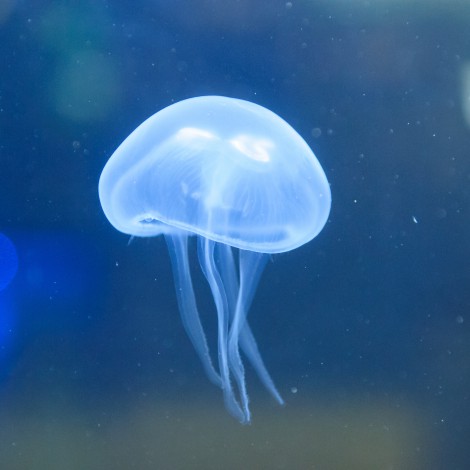 La medusa inmortal turritopsis dohmi abre la puerta a una vida eterna: ¿El adiós definitivo al envejecimiento?
