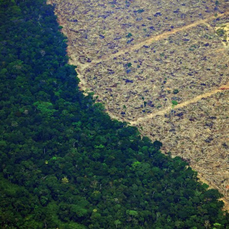 Buenas noticias para los bosques: Europa vota contra la “deforestación importada”