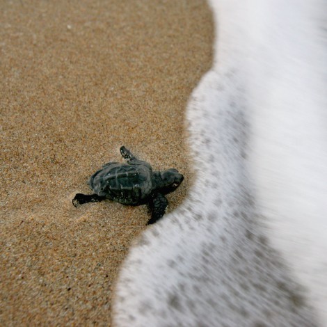 “El 100% de las tortugas que recuperamos tiene plástico en sus estómagos”
