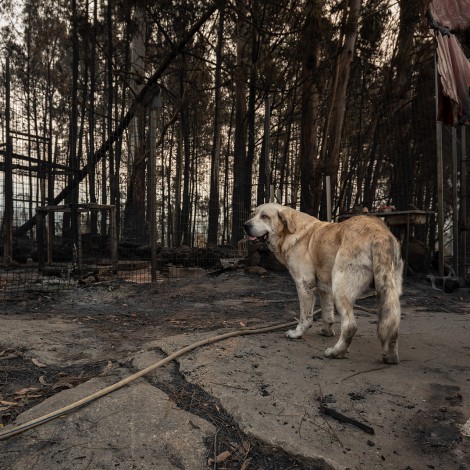 Los animales, los grandes olvidados en los incendios forestales
