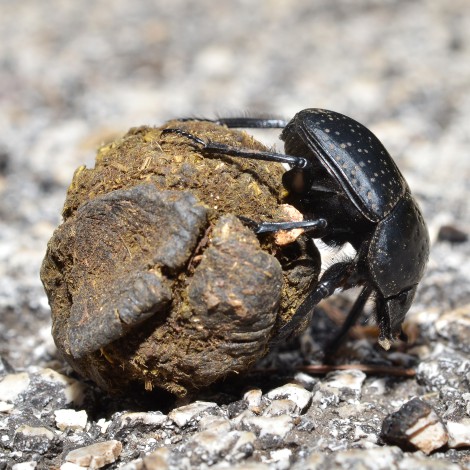 Esto es lo que nos dicen los escarabajos sobre el estado del planeta