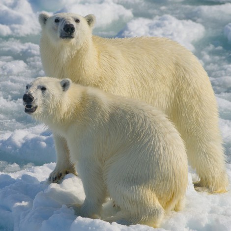 El grito desesperado de ayuda de los osos polares en la isla rusa de Wrangel