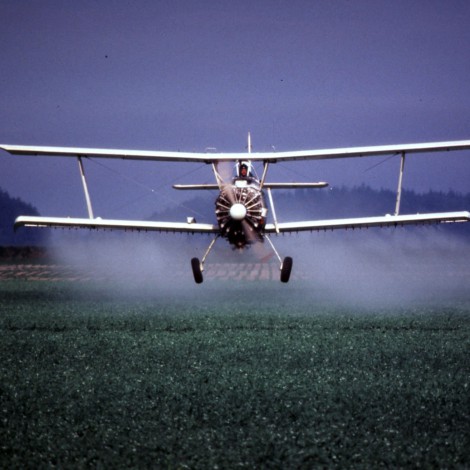Neonicotinoides: los insecticidas tóxicos que acaban en tu plato