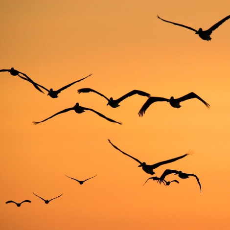 El tendido eléctrico, la principal causa de muerte de aves