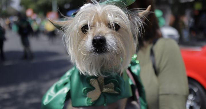 Everything about Saint Patrick's Day: what is celebrated, what is its origin and many other curiosities