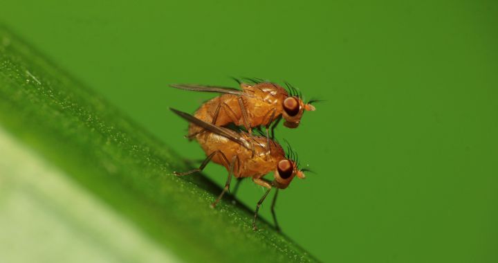 This Is How Pollution Affects Insect Mating (and It’s Worrying)