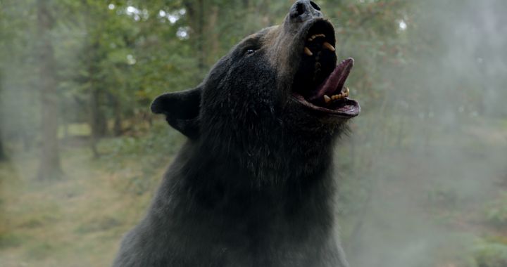 Here’s the Incredibly Tragic True Story Behind ‘Vicious Bear’: Bumbling Drug Dealers, Lots of Cocaine, and a Nosy Bear