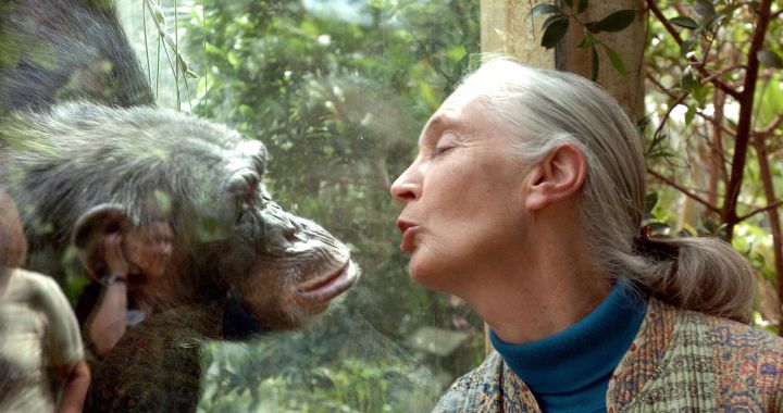 89 years old… and in great shape.  It was primatologist Jane Goodall’s birthday.