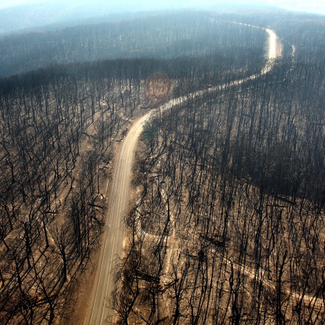 ¿Cuánto tarda en recuperarse un bosque tras un incendio?