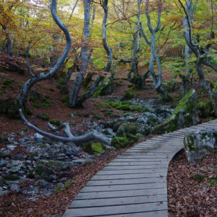 Este es el bosque mejor cuidado de España